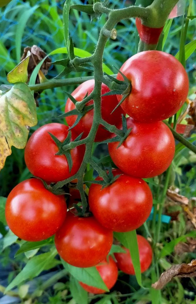 完熟で甘く柔らか！おすすめ夏野菜トマトの品種（種類）と育て方 - アウトドアライフ 自然道